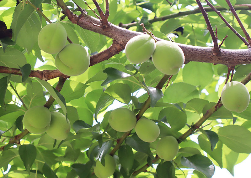 デイサービス宝の敬老会